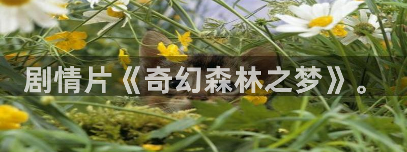 98k视频：剧情片《奇幻森林之梦》。